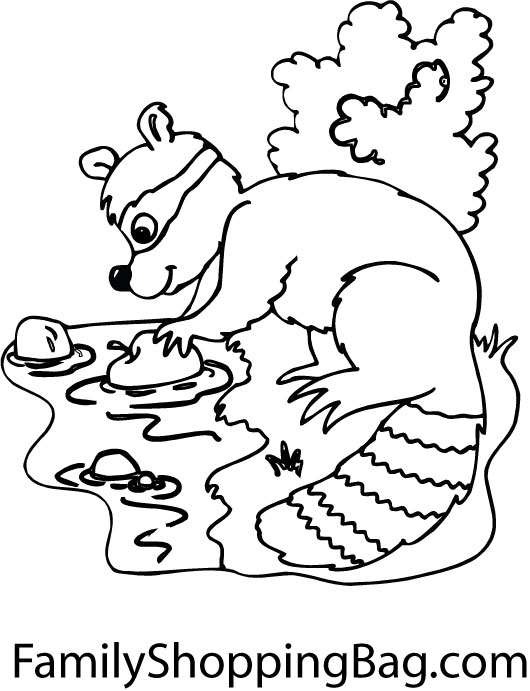 Raccoon & Stream Coloring Pages